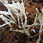 Red Algae (Corallina sp.)