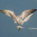 Whiskered Tern