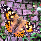 Painted Lady