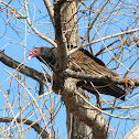 Turkey Buzzard