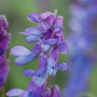 Tufted Vetch