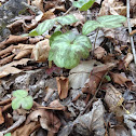 roundlobe hepatica
