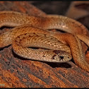 Dekay's Brownsnake