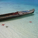 Cushion Starfish