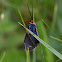 ctenucha moth