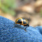 Milkweed Leaf Beetle