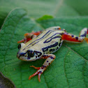 Weale's Running Frog