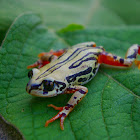 Weale's Running Frog