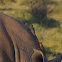 Red-billed Oxpecker