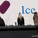 Common Starling
