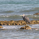 Western Reef Egret / Heron