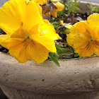Pansy