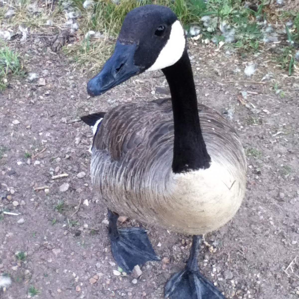 Canadian goose
