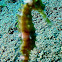 seahorse