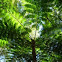 Cooper’s Tree Fern  