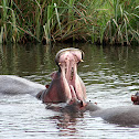 Hippopotamus