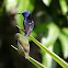 Red-legged Honeycreeper