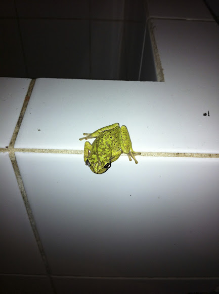 Spotting Image 1