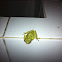 Tree frog