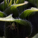 crab spider