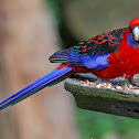 Crimson Rosella