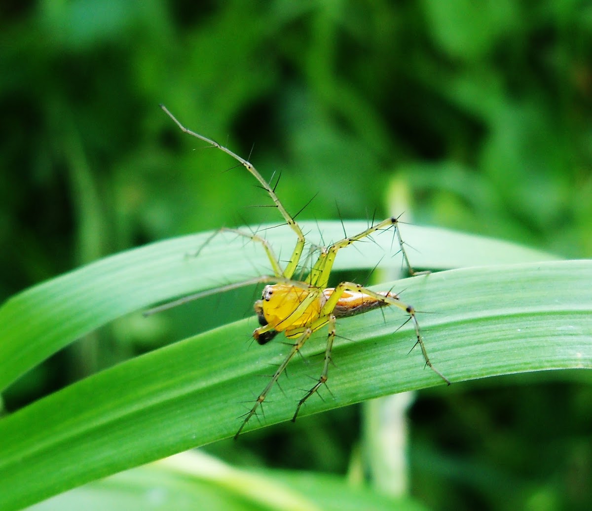 Striped Lynx Spider(Male)