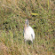 Wood Stork