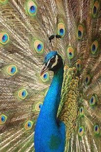 How to mod Peafowl Puzzle 1.1 apk for bluestacks