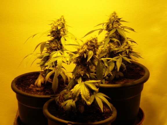 http://lh5.ggpht.com/goindoor/SQEun__g4II/AAAAAAAAAMI/ZjP4Kd-CGuE/s576/PA220011.JPG