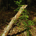 Bald Cypress
