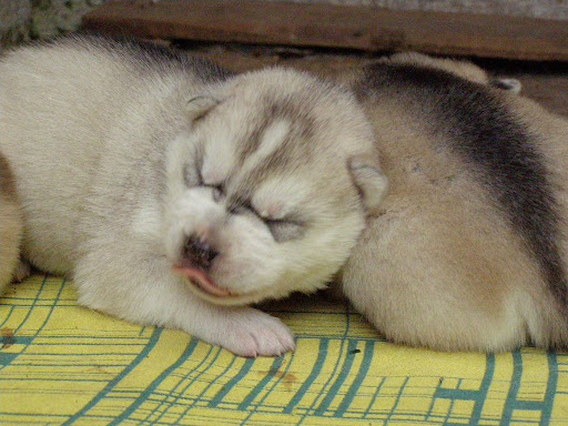 Качена снимка