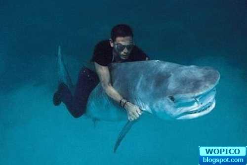shark riding