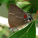 White-M Hairstreak