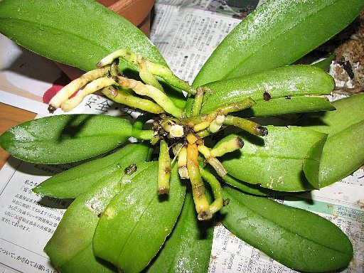 胡蝶蘭の株分け 植え替え作業内容報告 後編 てきとう園芸日記 楽天ブログ 胡蝶蘭の株分け 植え替え作業内容報告 後編 てきとう園芸日記 楽天ブログ