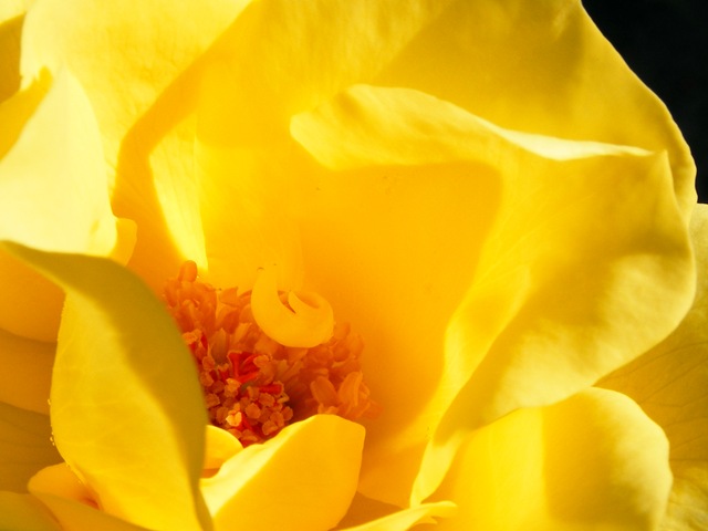 [My Yellow Roses.jpg]