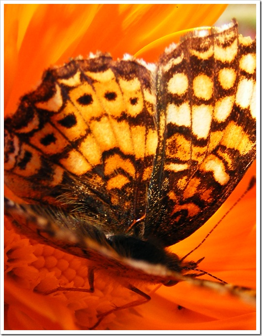 Butterfly 1