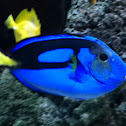 Blue Tang