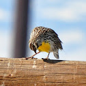 Western Meadowlark