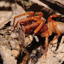 Woodlouse hunter