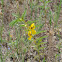 Partridge Pea