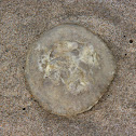oorkwal (Aurelia aurita)