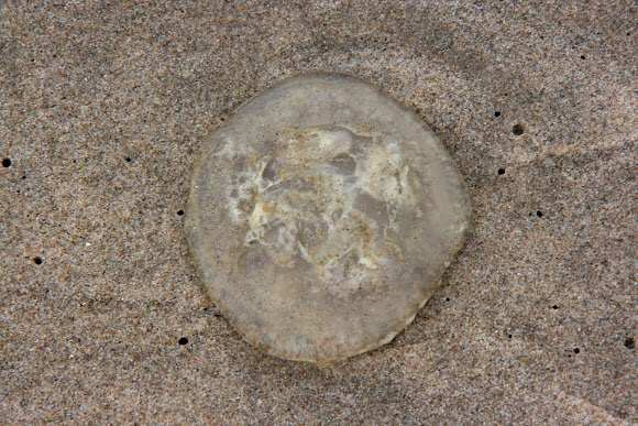 Spotting Image 1