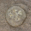 oorkwal (Aurelia aurita)