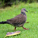Spotted Dove
