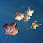 Sugar Maple Leaves