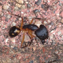 Carpenter ant