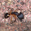Carpenter ant