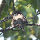 House Sparrow