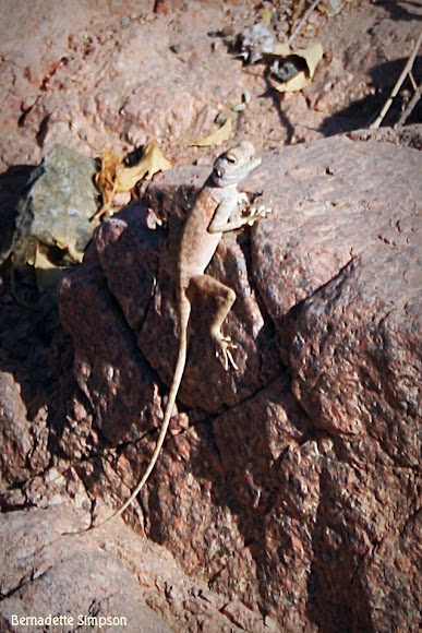 Spotting Image 1
