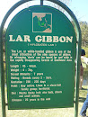 Mogo Zoo Lar Gibbon Exhibit
